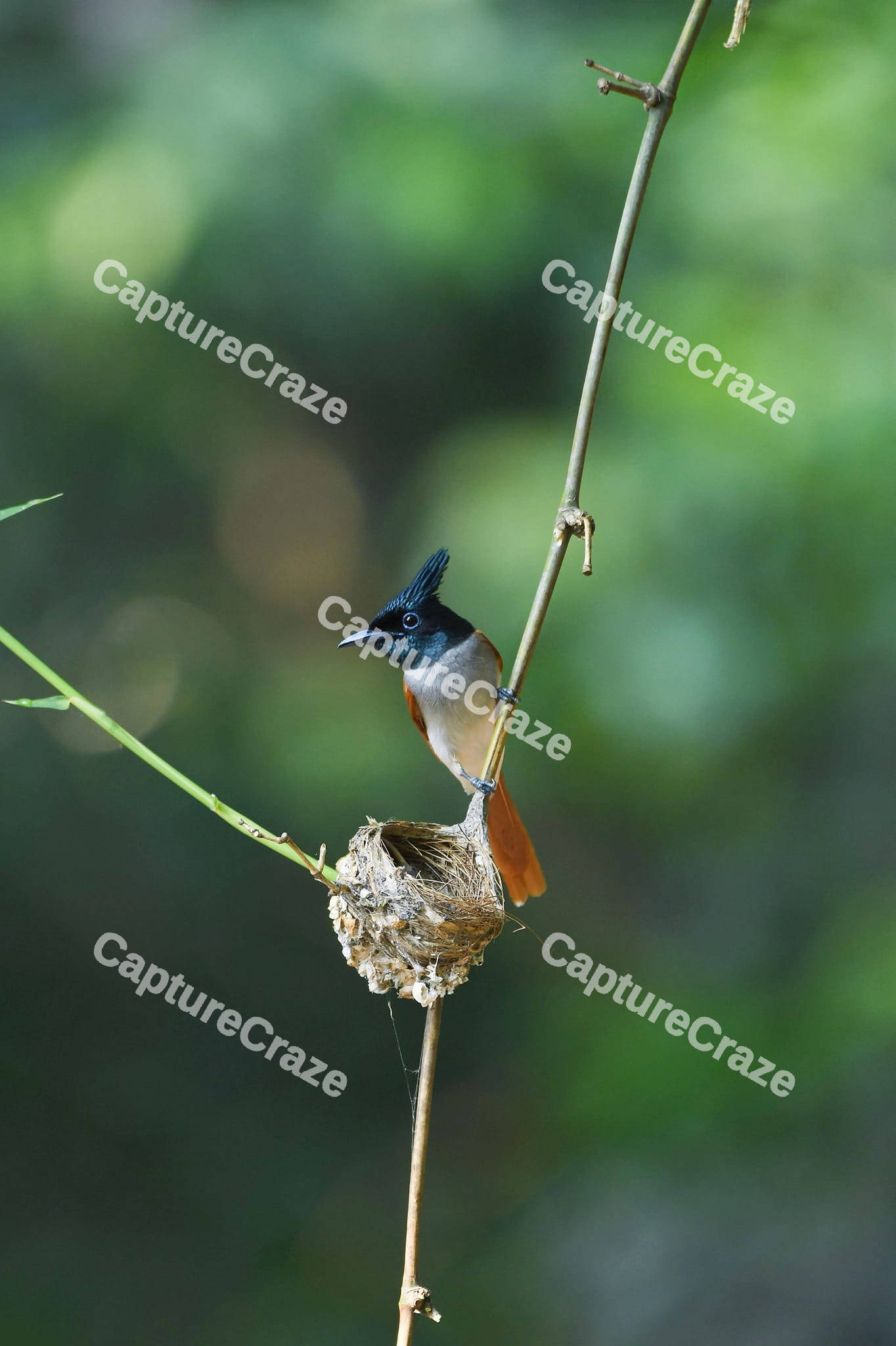 Indian paradise flycatcher